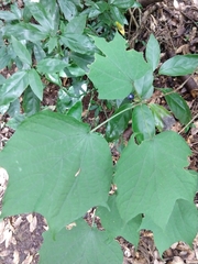 Alangium platanifolium