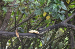 Atlapetes leucopterus