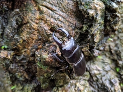 Serrognathus titanus platymelus