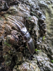 Serrognathus titanus platymelus