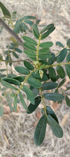 Senna multiglandulosa
