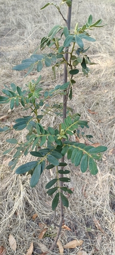 Senna multiglandulosa