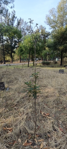Senna multiglandulosa