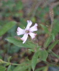 Silene vallesia