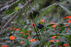 Diglossa albilatera