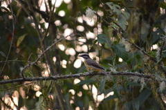 Myiodynastes hemichrysus