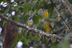 Myiodynastes hemichrysus