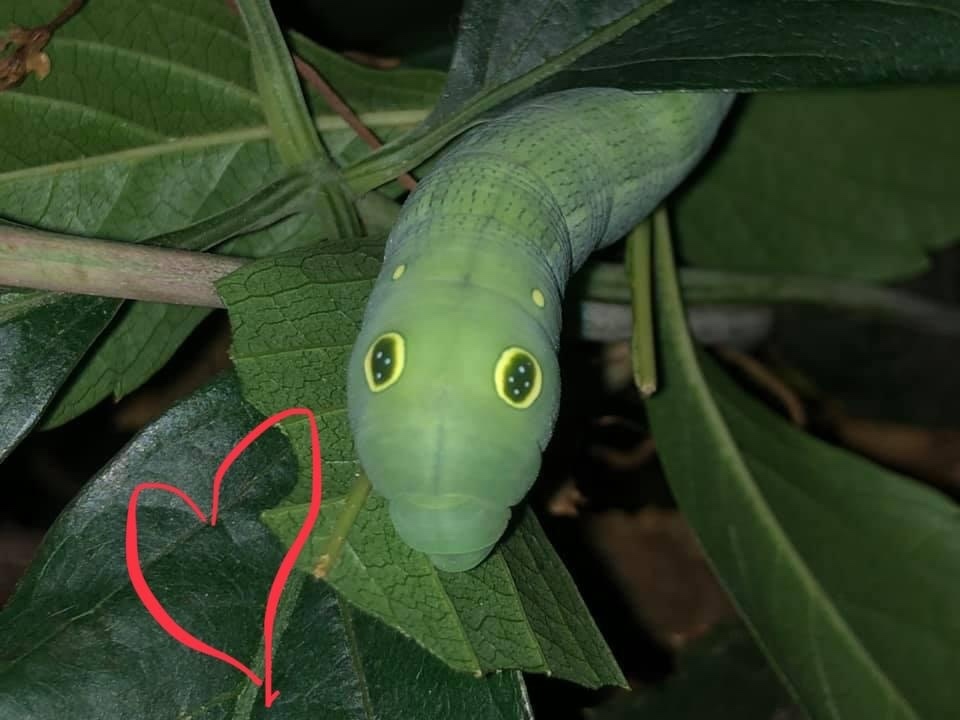 Vine Hawk-Moth (Moths of Singapore) · iNaturalist