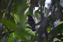 Myrmelastes hyperythrus