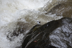 Cinclus leucocephalus