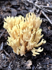Ramaria watlingii