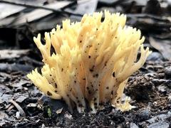 Ramaria watlingii