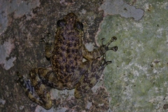 Amolops hongkongensis