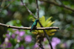 Chlorostilbon melanorhynchus