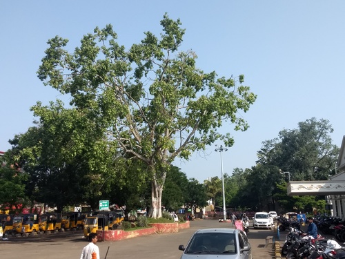Peepul tree (Ficus religiosa)