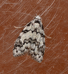 Nola melanogramma