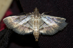 Cnaphalocrocis