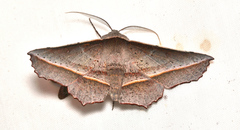 Oenochroma vetustaria