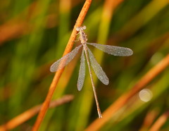 Lestes concinnus