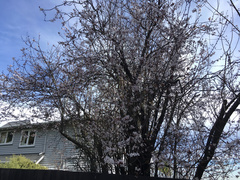 Prunus cerasifera pissardii