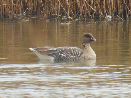Ánsar piquicorto (Anser brachyrhynchus)