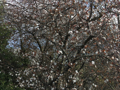 Prunus cerasifera pissardii