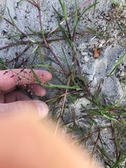 Puccinellia maritima