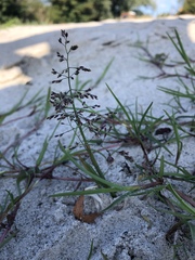 Puccinellia maritima