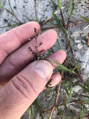 Puccinellia maritima