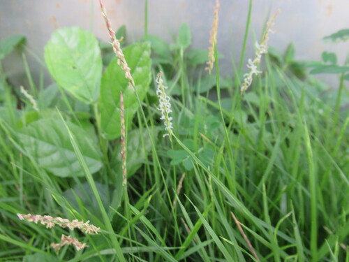 Image of Zoysia matrella by no rights reserved