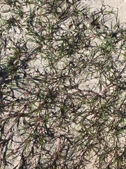 Puccinellia maritima