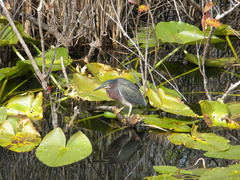 Butorides virescens image