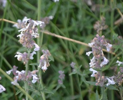 Nepeta nepetella