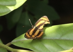 Pantoporia paraka