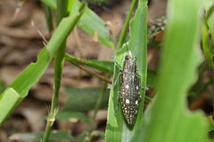 Nipponobuprestis amabilis