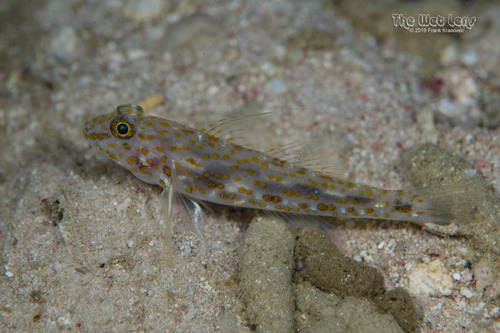 Fusigobius longispinus observed 2019-05-28