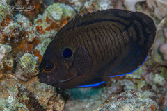Dusky Angelfish photo 2