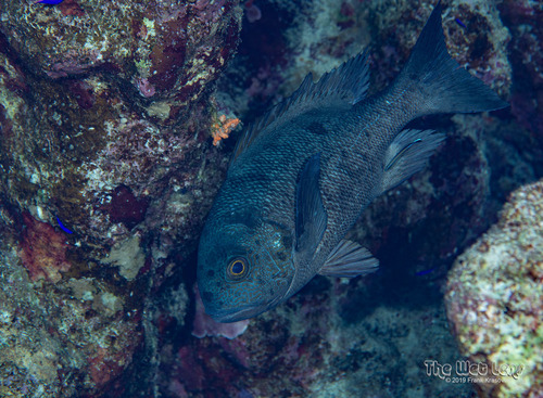 Black-and-white Snapper — seen at this dive site