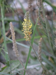 Plantago holosteum