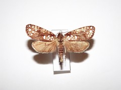Dudgeonea actinias