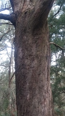 Eucalyptus radiata radiata
