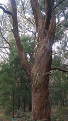 Eucalyptus radiata radiata