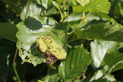 Taphrina tosquinetii