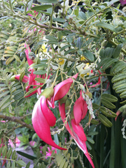 Clianthus puniceus