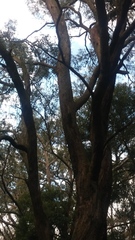 Eucalyptus radiata radiata