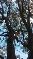 Eucalyptus radiata radiata
