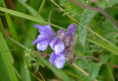 Scutellaria alpina
