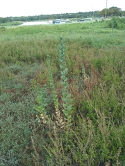 Grindelia ciliata