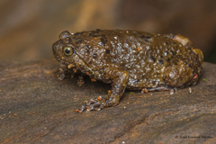 Indian Dot Frog photo 3