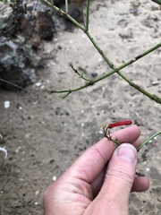 Gambelia juncea